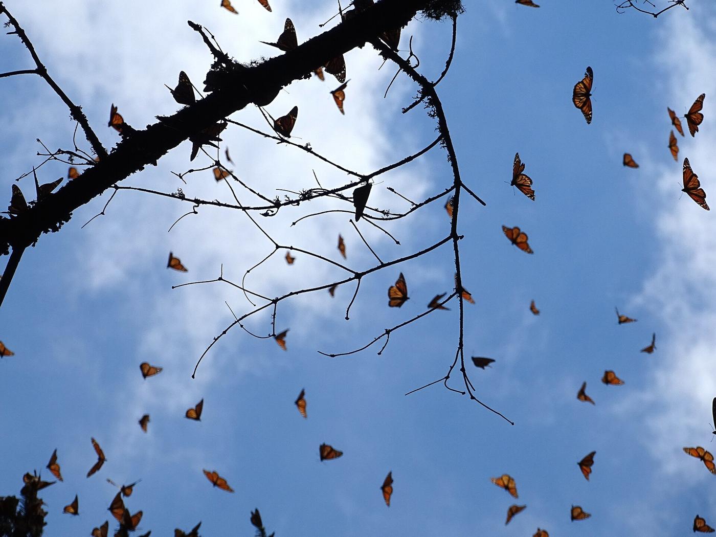 Mariposas monarca volando entre ramas